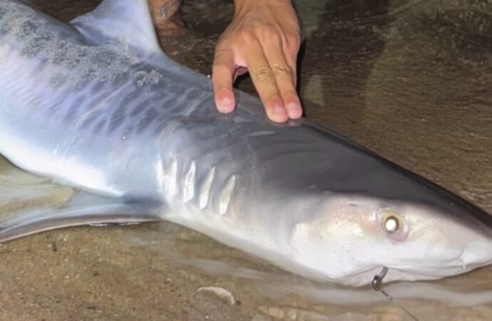 Tiger shark caught off Massachusetts could be sign of warming waters