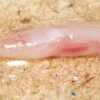 TikTok helps scientists discover new underground, translucent eel in India