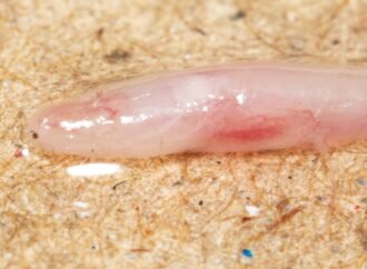 TikTok helps scientists discover new underground, translucent eel in India