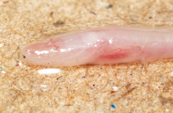 TikTok helps scientists discover new underground, translucent eel in India