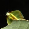 Tiny patch of Amazon probably holds 40,000 insect species — many new to science