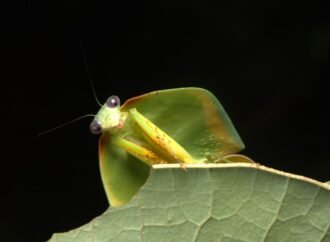 Tiny patch of Amazon probably holds 40,000 insect species — many new to science