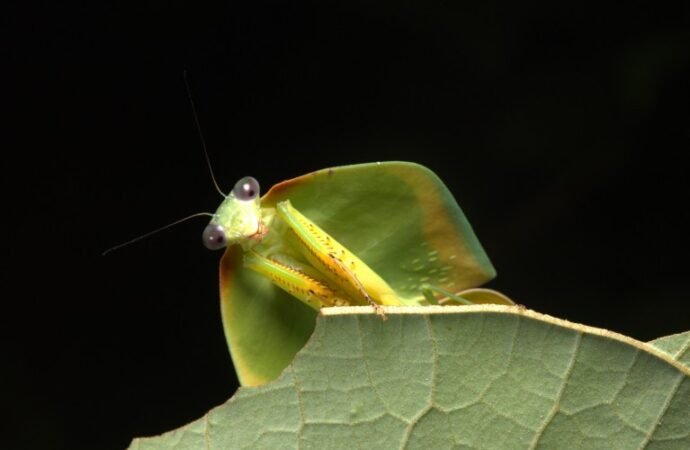 Tiny patch of Amazon probably holds 40,000 insect species — many new to science