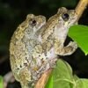 Too much mate choice overwhelms frogs