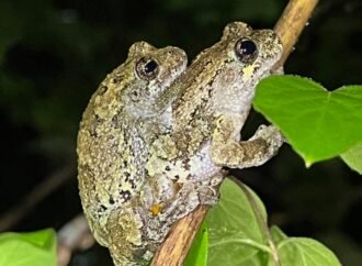 Too much mate choice overwhelms frogs