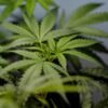 US sees a big jump in nausea cases among frequent marijuana users in the hospital