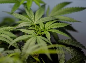 US sees a big jump in nausea cases among frequent marijuana users in the hospital