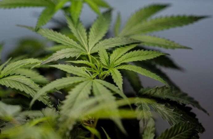 US sees a big jump in nausea cases among frequent marijuana users in the hospital