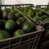 US suspends avocado inspections in Mexican state on Michoacan due to threat