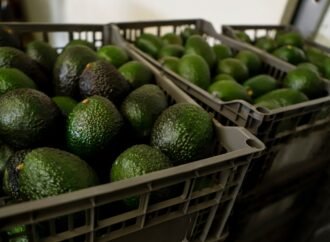 US suspends avocado inspections in Mexican state on Michoacan due to threat