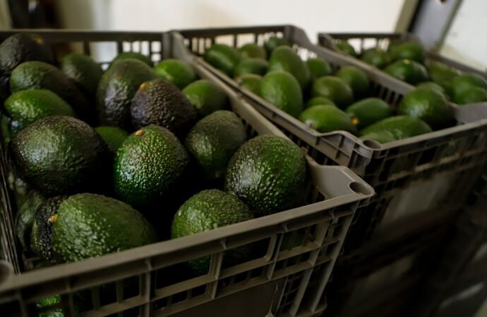 US suspends avocado inspections in Mexican state on Michoacan due to threat