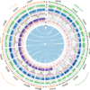 Uncovering the mechanism of female restitution in sugarcane hybrids – Nature
