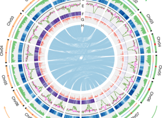 Uncovering the mechanism of female restitution in sugarcane hybrids – Nature
