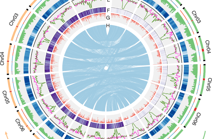 Uncovering the mechanism of female restitution in sugarcane hybrids – Nature