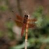Unusual dragonfly swarms sweep across California after warm spring rains