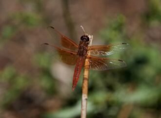 Unusual dragonfly swarms sweep across California after warm spring rains