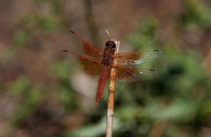 Unusual dragonfly swarms sweep across California after warm spring rains
