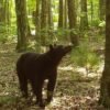 Virginia scientists discover the cues black bears use for hibernation