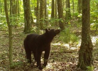 Virginia scientists discover the cues black bears use for hibernation
