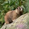 Vote for your favorite chonky rodent during Fat Marmot Week