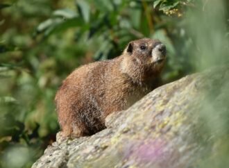 Vote for your favorite chonky rodent during Fat Marmot Week