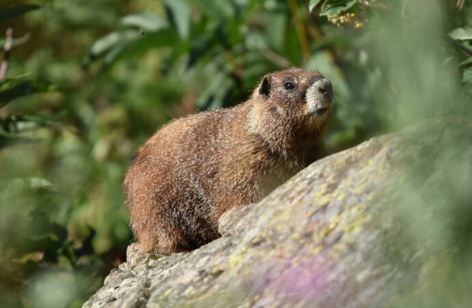 Vote for your favorite chonky rodent during Fat Marmot Week