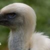Vultures are disappearing in Nigeria – but the ‘vulture king’ and others are fighting back