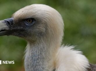 Vultures are disappearing in Nigeria – but the ‘vulture king’ and others are fighting back