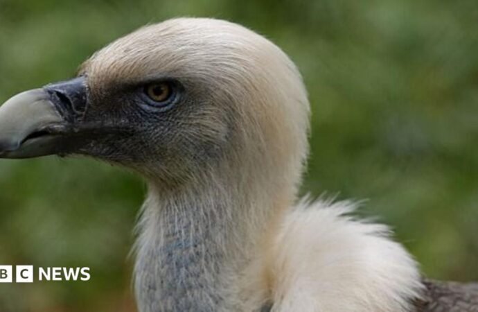 Vultures are disappearing in Nigeria – but the ‘vulture king’ and others are fighting back