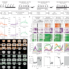 Wake-activated neuronal populations that regulate sleep drive – Nature