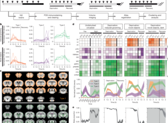 Wake-activated neuronal populations that regulate sleep drive – Nature