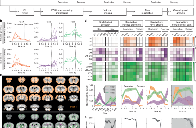 Wake-activated neuronal populations that regulate sleep drive – Nature