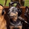Warner Bros. Uses AI Dog Podcast to Promote ‘The End of Oak Street’: ‘Ewan McGregor Was Excellent With Treats’