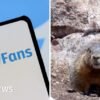Watch: Why are these marmots raising money on OnlyFans?