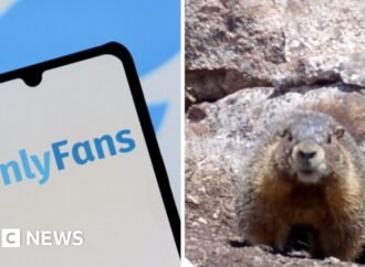 Watch: Why are these marmots raising money on OnlyFans?