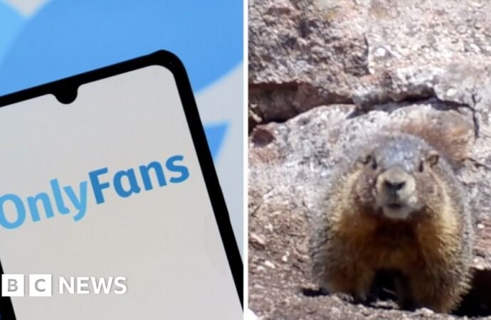 Watch: Why are these marmots raising money on OnlyFans?