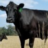 What’s causing record high US beef prices?