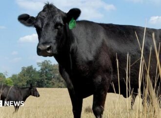 What’s causing record high US beef prices?