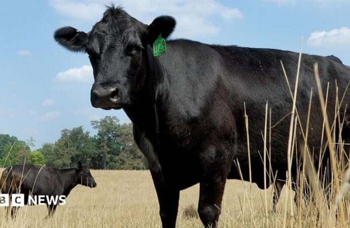 What’s causing record high US beef prices?