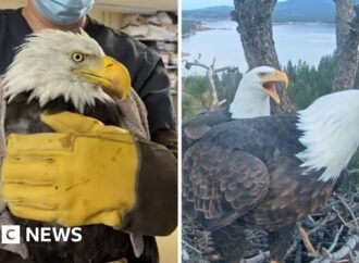 Where is Jackie? Beloved live cam eagle in critical condition