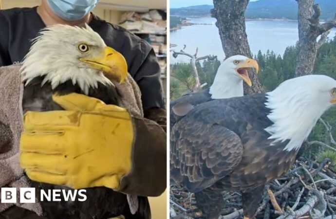 Where is Jackie? Beloved live cam eagle in critical condition