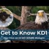 Who is KD1, the bald eagle spotted in Jackie and Shadow’s nest?