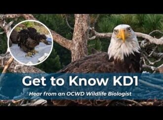 Who is KD1, the bald eagle spotted in Jackie and Shadow’s nest?