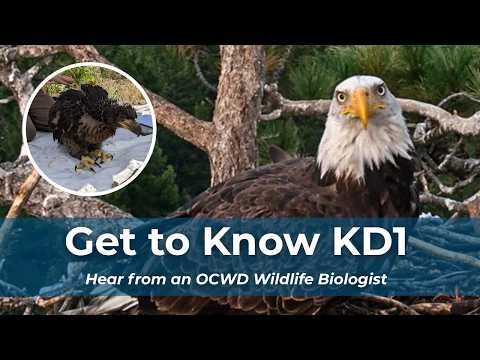 Who is KD1, the bald eagle spotted in Jackie and Shadow’s nest?