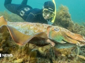 Why Australia’s giant cuttlefish mating season has gone silent