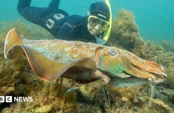 Why Australia’s giant cuttlefish mating season has gone silent