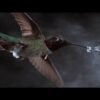 Why do hummingbirds buzz? Tiny tornadoes.