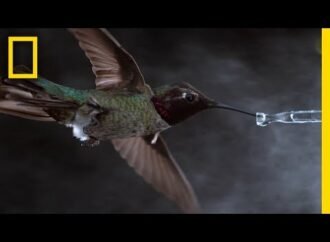 Why do hummingbirds buzz? Tiny tornadoes.