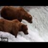 Why do mother bears kill cubs? The answer is complicated.