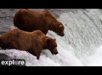 Why do mother bears kill cubs? The answer is complicated.